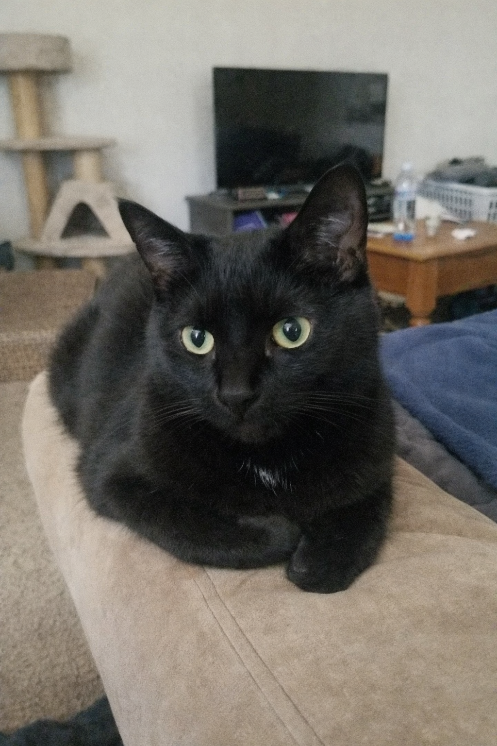 Regular photo of cat