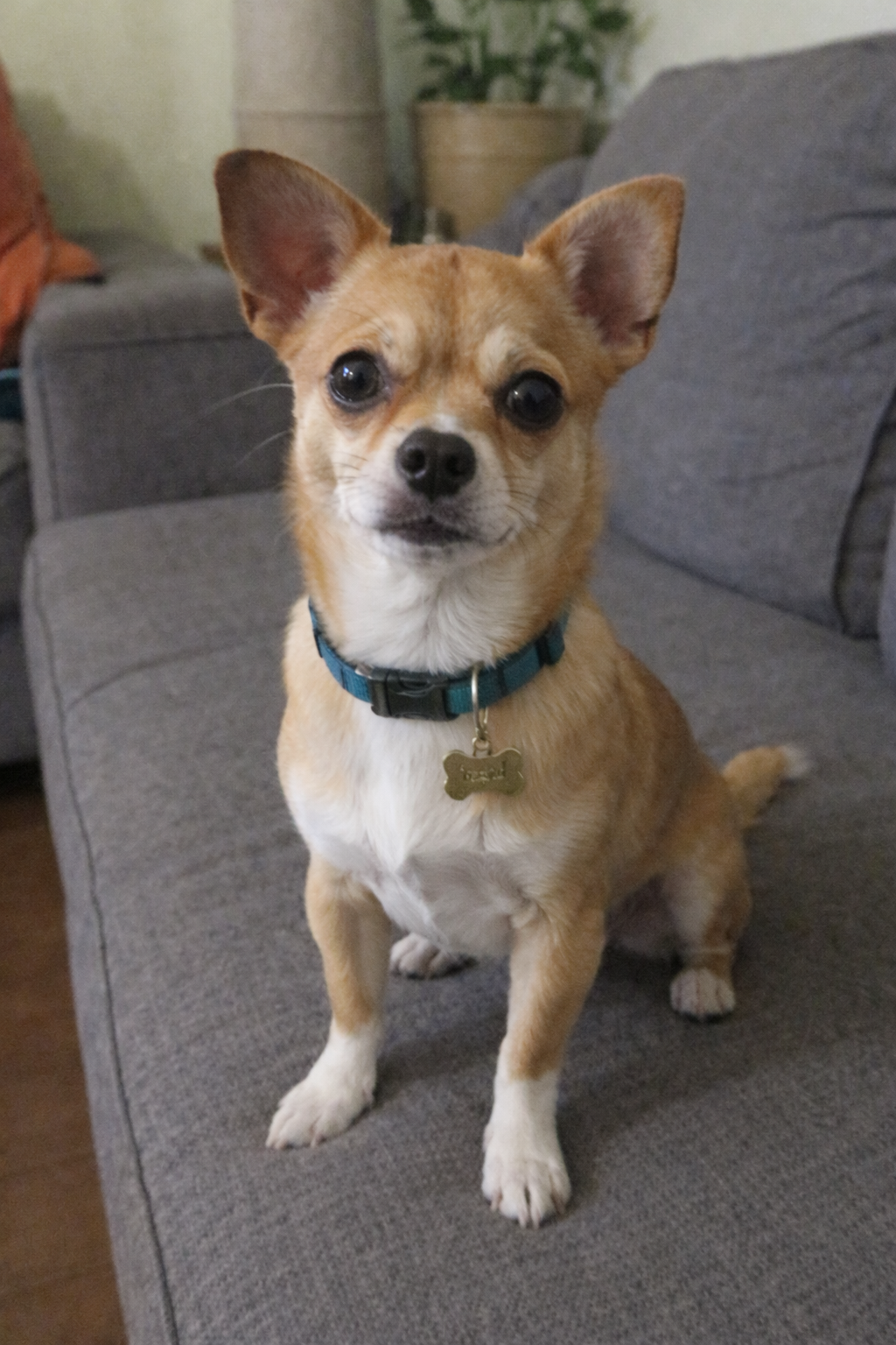 Original photo of dog on couch