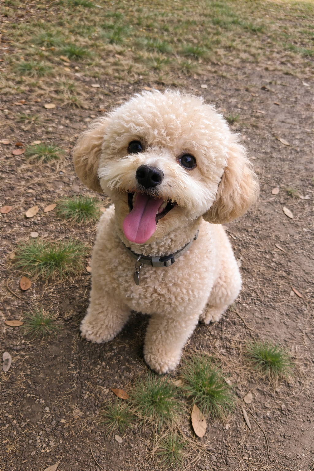 Regular photo of golden retriever