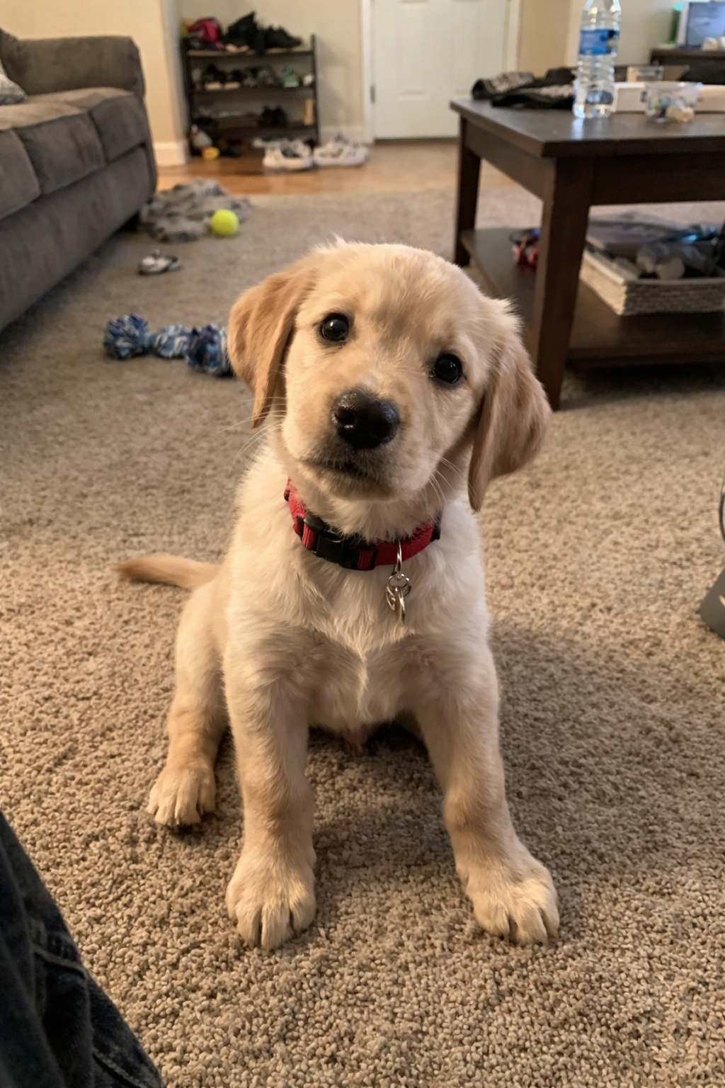 Regular photo of pet